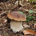 Boletus_edulis_bo4747