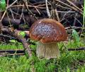 Boletus_edulis_bv1220