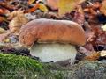 Boletus_edulis_cr8032