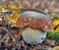 Boletus_edulis_cr8037