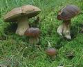 Boletus_edulis_d2535