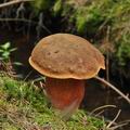 Boletus_erythropus_bo6362