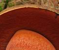 Boletus_erythropus_bo6370