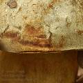 Boletus_fechtneri_bm0155