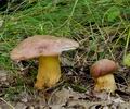 Boletus_fuscoroseus_bh8144