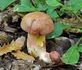 Boletus_fuscoroseus_hy8057