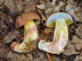 Boletus_fuscoroseus_hy8102