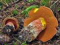 Boletus_immutatus_bv4945