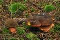 Boletus_immutatus_bv4951