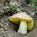 Boletus_impolitus_ae4523