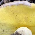 Boletus_impolitus_ae4528