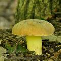 Boletus_impolitus_bh8002