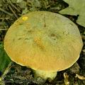 Boletus_impolitus_bh8006