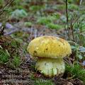 Boletus_junquilleus_aj3486