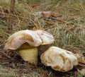 Boletus_kluzakii_al8953