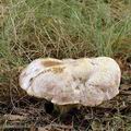 Boletus_kluzakii_al8956