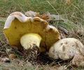 Boletus_kluzakii_al8988