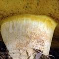 Boletus_kluzakii_al8998