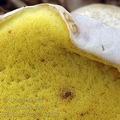 Boletus_kluzakii_al9000