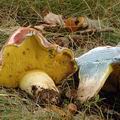 Boletus_kluzakii_al9005