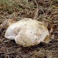 Boletus_kluzakii_al9020