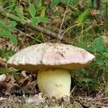 Boletus_kluzakii_be0790