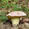 Boletus_kluzakii_be0794