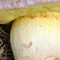 Boletus_kluzakii_be0806