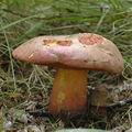 Boletus_legaliae_ai8328