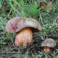 Boletus_legaliae_ai8738