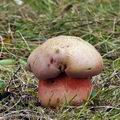 Boletus_legaliae_be2771