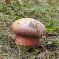 Boletus_legaliae_be2774