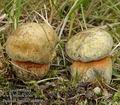 Boletus_luridus_ab8896