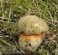 Boletus_luridus_ab8951