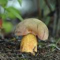 Boletus_luridus_ai8114