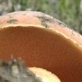 Boletus_luridus_ai8118