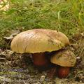 Boletus_luteocupreus_bh8289