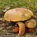 Boletus_luteocupreus_bh8294