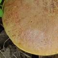 Boletus_luteocupreus_bm2023