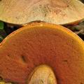 Boletus_luteocupreus_bm2043