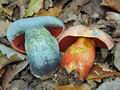 Boletus_luteocupreus_hy8049