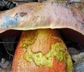 Boletus_luteocupreus_hy8051