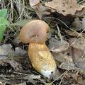 Boletus_moravicus_al5696