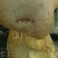 Boletus_moravicus_al5699