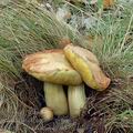 Boletus_moravicus_al9037