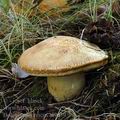 Boletus_moravicus_al9039