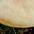 Boletus_moravicus_al9047