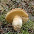 Boletus_moravicus_al9050