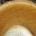 Boletus_moravicus_al9053