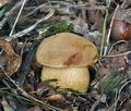 Boletus_moravicus_cr5836